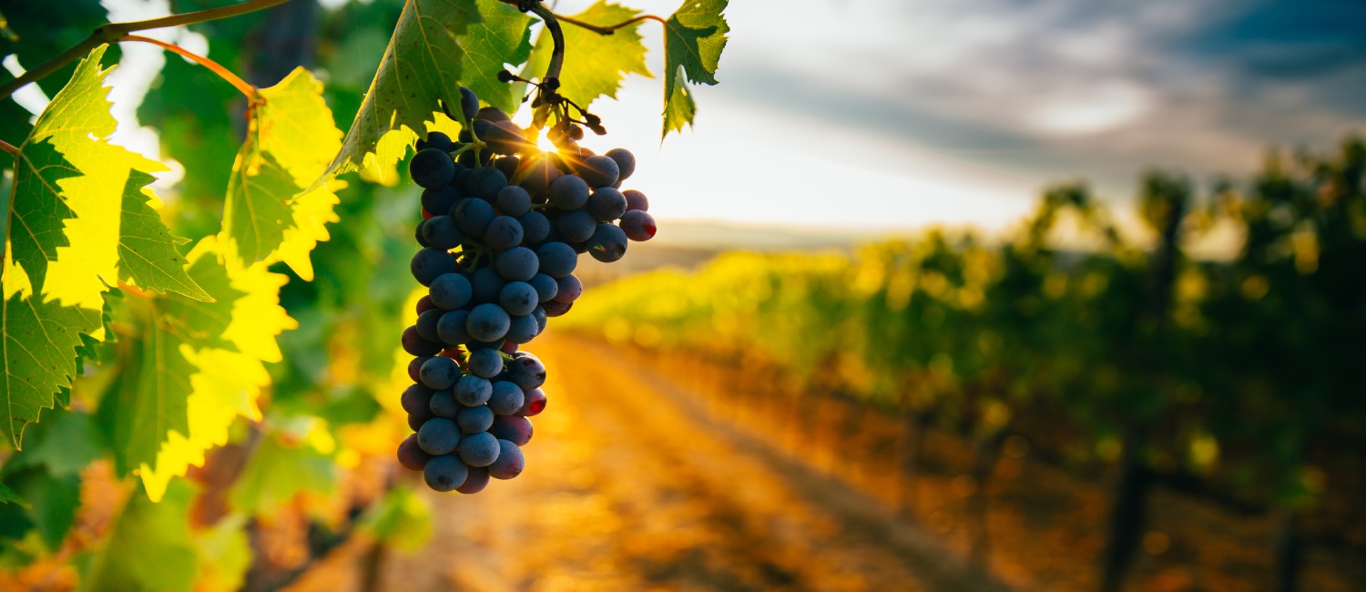 Explore Livermore Valley Wine Country